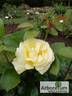 TAN04341 rose photo