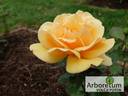 Kupferkönigin ™ rose photo