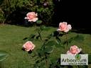 Alois Jirásek rose photo