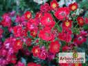 KORmixal rose photo
