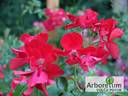 KORcatemp rose photo