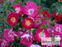 TANispil rose photo