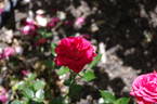 Wee Jock rose photo