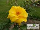 Stuttgardia rose photo