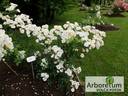 Trier rose photo