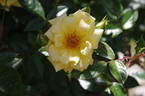 Laura Ford ® rose photo