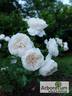 KORuteli rose photo