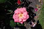 Charles Dickens rose photo