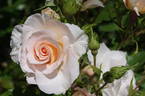 Iris Gee rose photo