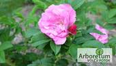Foxi rose photo