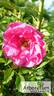 Tsaritsa Severa rose photo