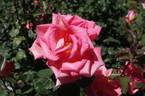 Victor Borge rose photo