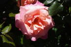 Fyvie Castle rose photo