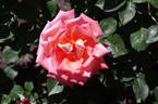 Victor Borge rose photo