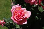 Victor Borge rose photo