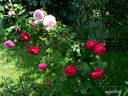 Parkzierde rose photo