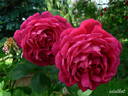 Parkzierde rose photo