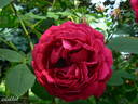 Parkzierde rose photo