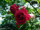 Parkzierde rose photo
