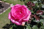 Keepsake rose photo
