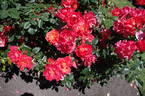 MACal rose photo