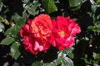 MACal rose photo