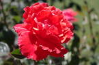 Alexander ® rose photo