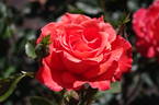 Alexander ® rose photo