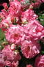 Liverpool Echo rose photo