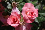 Liverpool Echo rose photo