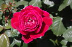 Candella ® rose photo