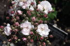 Champneys' Pink Cluster rose photo