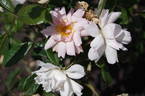 Ceres rose photo