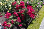 Champlain rose photo