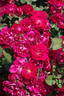 Champlain rose photo