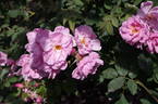Applejack rose photo
