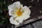 Autumn Delight rose photo