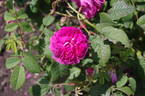 Surpasse Tout rose photo