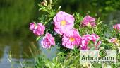 <i>Rosa</i> X <i>nitida</i> 'Dart's Defender' rose photo