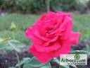 Chatyr-Dag rose photo
