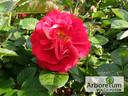 Die Sehenswerte rose photo