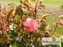 Auf die Freundschaft rose photo