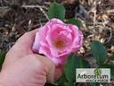 Applejack rose photo