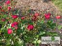 Ilmenau rose photo