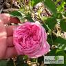 Aurelia Liffa rose photo