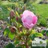 Geschwinds Nordlandrose rose photo