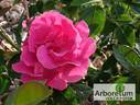 Meteor rose photo