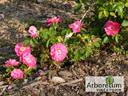 John Cabot rose photo
