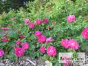 John Cabot rose photo