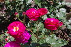 Outta The Blue ™ rose photo